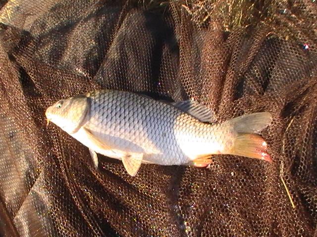 pestiiiiiiiiiiii - pic3784.JPG